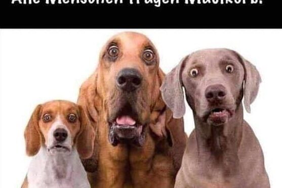 mask-dogs-inner-freedom