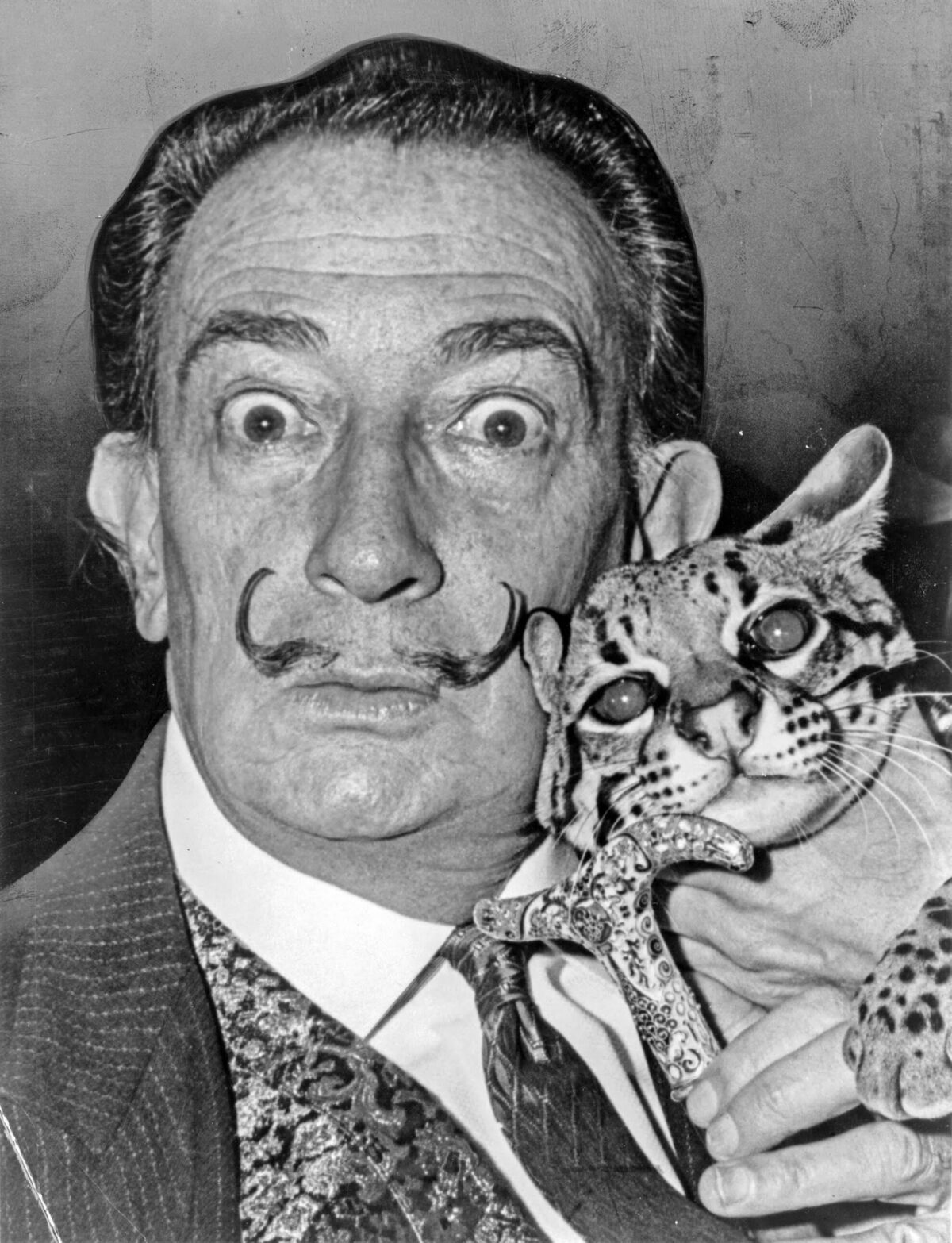 cancion-de-los-gatos